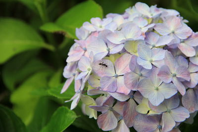 Close-up of ant on purple hydrangea bunch