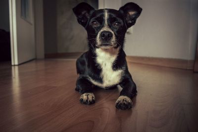 Portrait of dog sitting on wooden floor