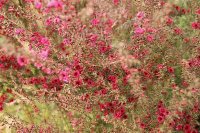 Pink flowers blooming in garden