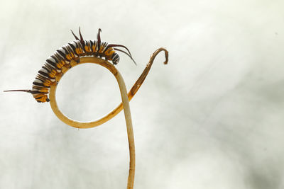 Beautiful caterpillar on fern