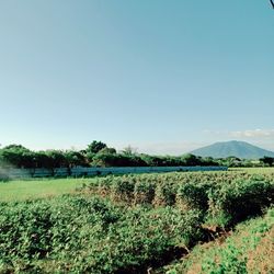 Scenic view of agricultural field against clear sky