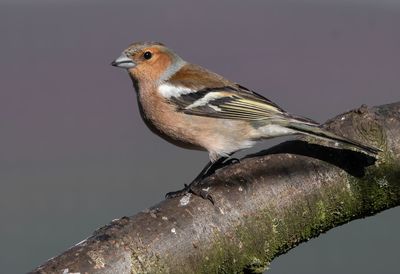 Close-up of bird perching on branch