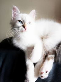 Close-up portrait of white cat at home