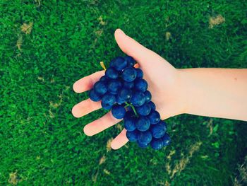 Cropped hand of person holding grapes against grassy field