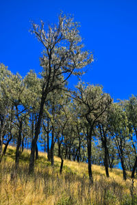 Trees on field against clear blue sky