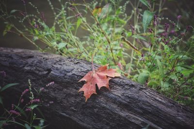 Close-up of dry leaves on tree trunk