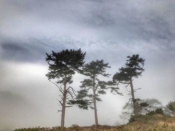 Low angle view of tree against sky