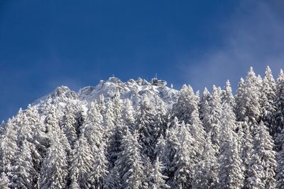 Low angle view of frozen plants against blue sky
