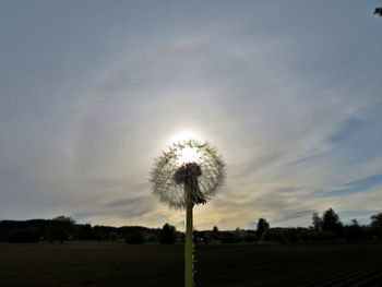 Dandelion on field against sky