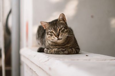 Close-up of cat