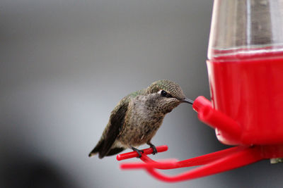 Close-up of hummingbird perching on a feeder