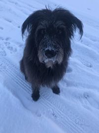 Portrait of wet dog in snow
