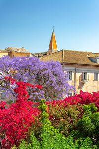 Purple flowering plants by building against clear sky