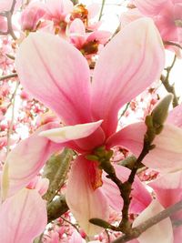 Close-up of pink flowers