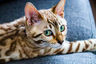 Close-up portrait of a cat