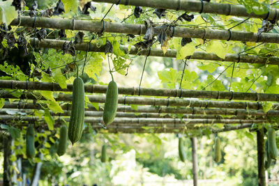 Ripened japanese cucumbers hanging from scaffolding