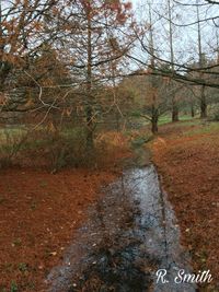 Bare trees in forest against sky