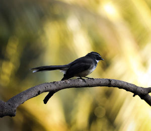 Close-up of bird perching on branch