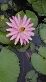 Close-up of lotus water lily in pond