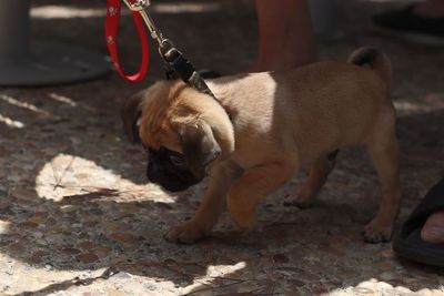 Close-up of puppy standing outdoors