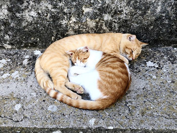 High angle view of cat sleeping on footpath