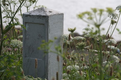 Close-up of cemetery