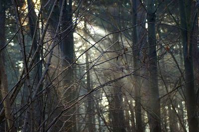 Low angle view of bare trees in forest