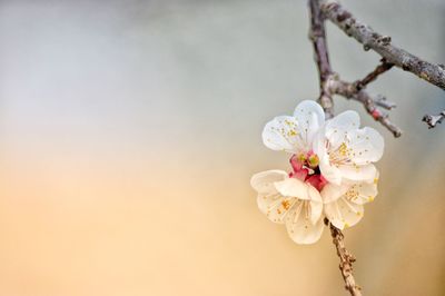 Close-up of cherry blossoms in spring