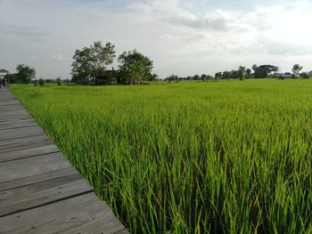 Scenic view of agricultural field against sky