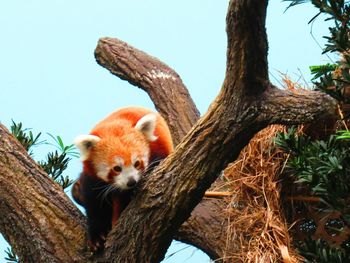 Low angle view of a tree
