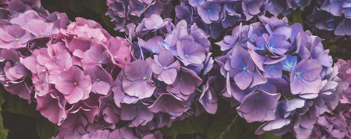 Close-up of purple flowers blooming