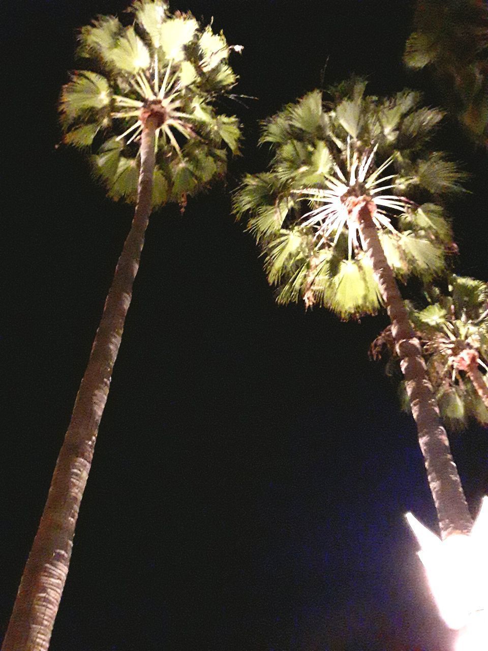 LOW ANGLE VIEW OF FLOWERING PLANTS AGAINST SKY