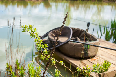 View of a duck in a lake