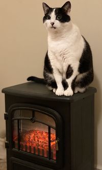 Portrait of cat sitting on floor