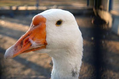 Close-up of a bird