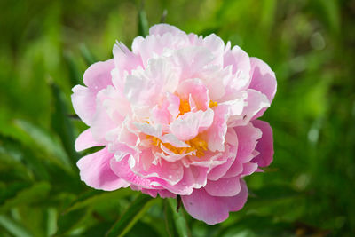 Close-up of pink flower