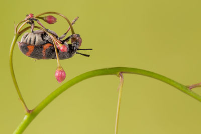 Close-up of insect on flower