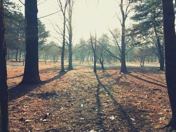 Fallen tree on field