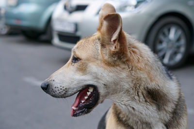 Close-up of stray dog on street