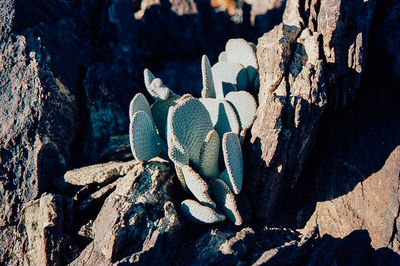 Close-up high angle view of cactus plants