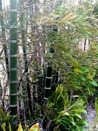 Close-up of bamboo trees in forest