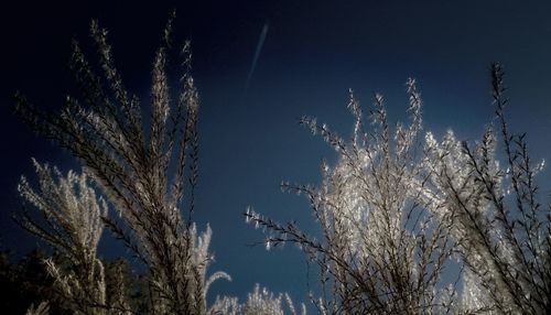 Low angle view of bare trees against sky