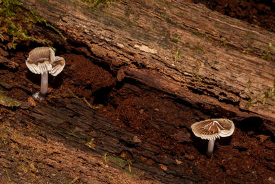 Close-up of mushrooms growing in forest