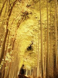 Low angle view of bamboo trees in forest