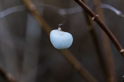 Close-up of fruit growing on tree