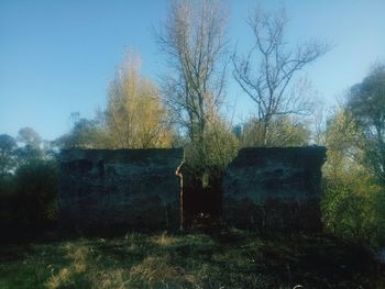 Trees on field against sky