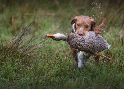 View of duck on field