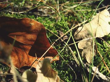 Close-up of plant