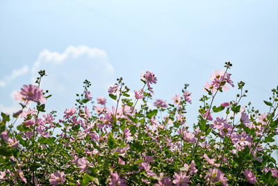 Close-up of pink flowering plants on field against sky