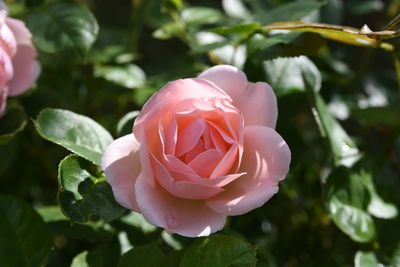 Close-up of pink rose